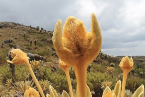 Flor de Frailejón