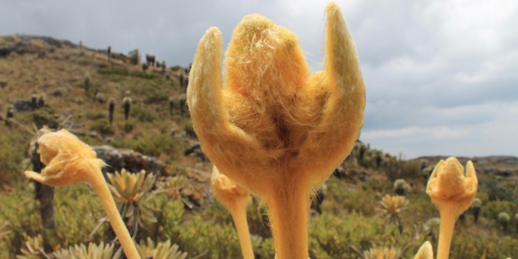 Flor de Frailejón