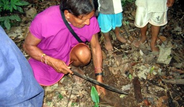 Extrayendo raiz de Ayahuasca