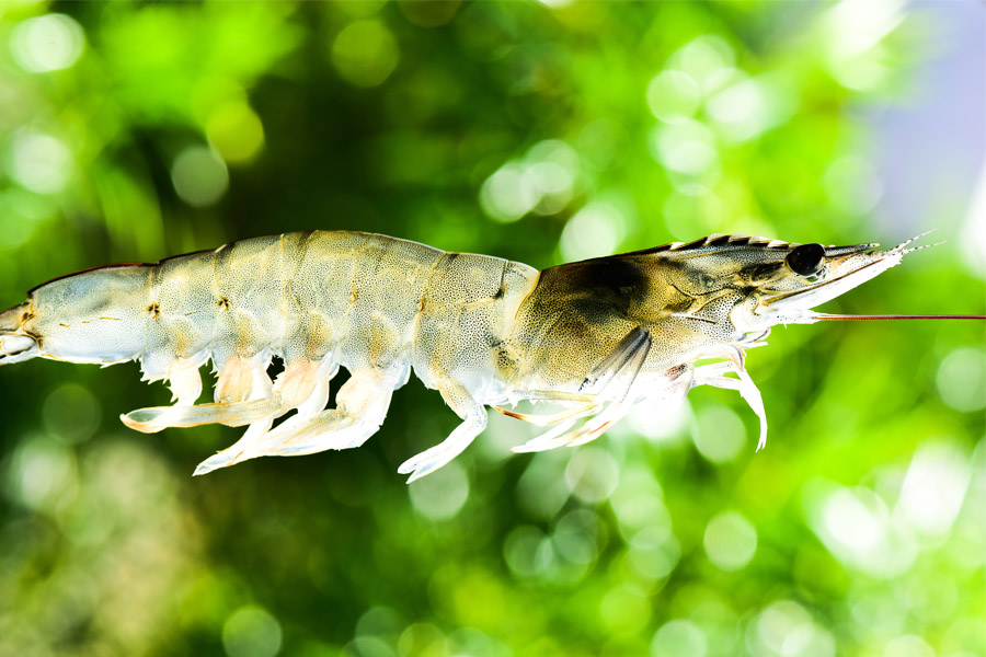 camaron-universidad-sergio-arboleda-observatorio-ambiental-ideasa