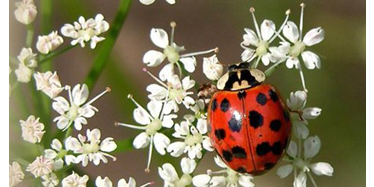 Biodiversidad