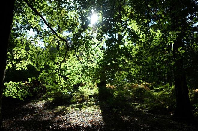 Antes de plantar un árbol debe pensarlo dos veces