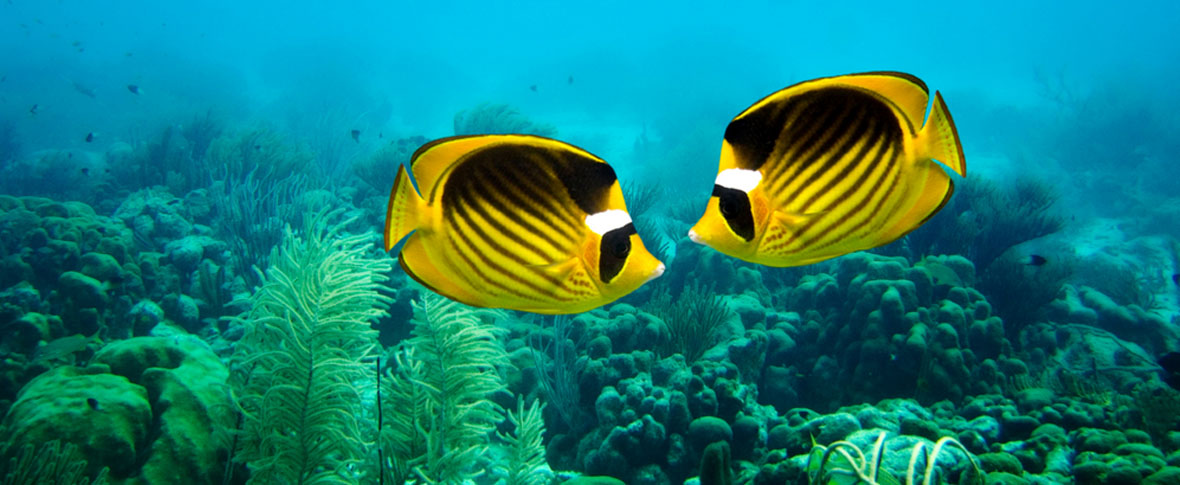 arrecife-de-coral