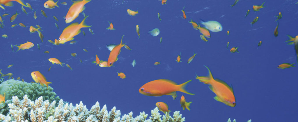 peces_consumo