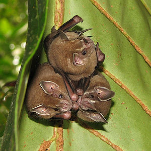 nueva-especie-de-murcielagos-es-descubierta-en-bogota