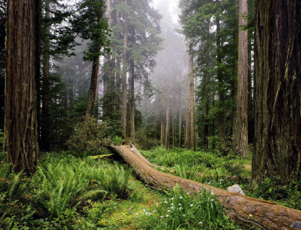 arboles