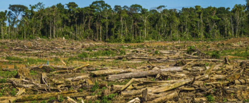 deforestacion_2015