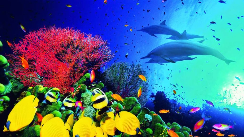 aplicacion-permitira-que-se-monitoree-fauna-marina
