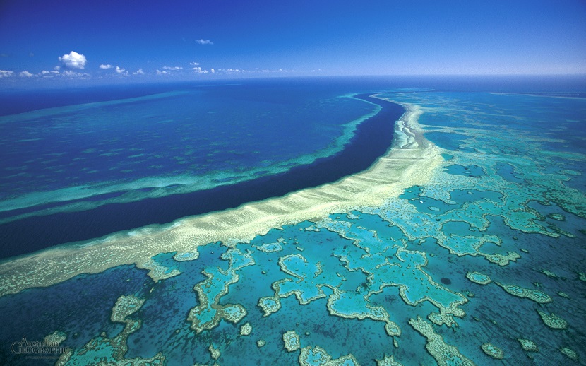 corales-de-la-gran-barrera-australiana-ha-muerto