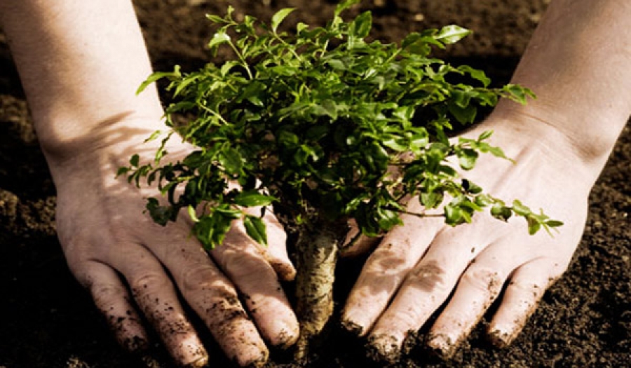 Conservación forestal