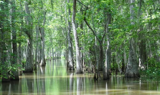 encuentran las turberas más grandes del mundo