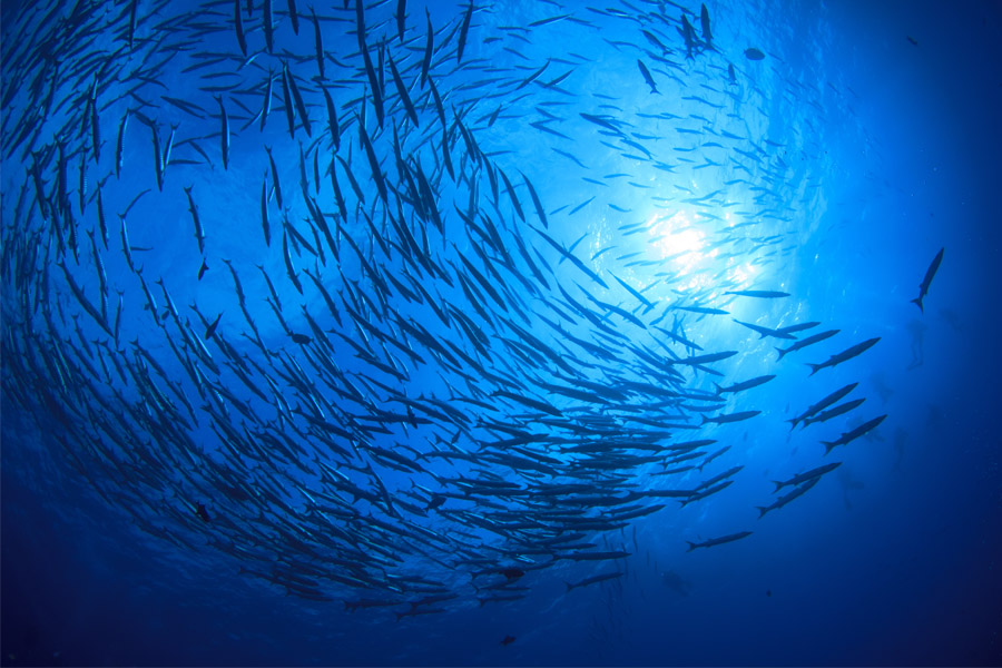 ideasa-medio-ambiente-peces-universidad-sergio-arboleda-observatorio-ambiental