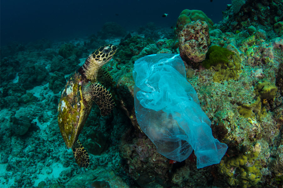 tortugas-marinas-especies-via-de-extincion-contaminacion-ideasa-observatorio-ambienta-universidad-sergio-arboleda
