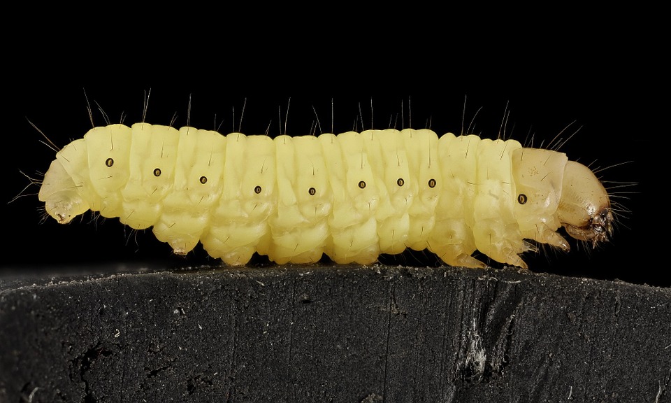wax-worm-911591_960_720