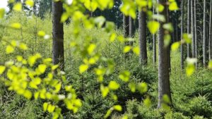 forest-2249378_960_720