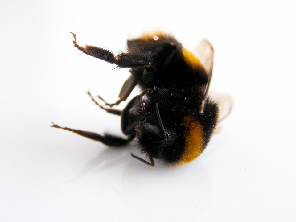 bumblebee-2229030_960_720