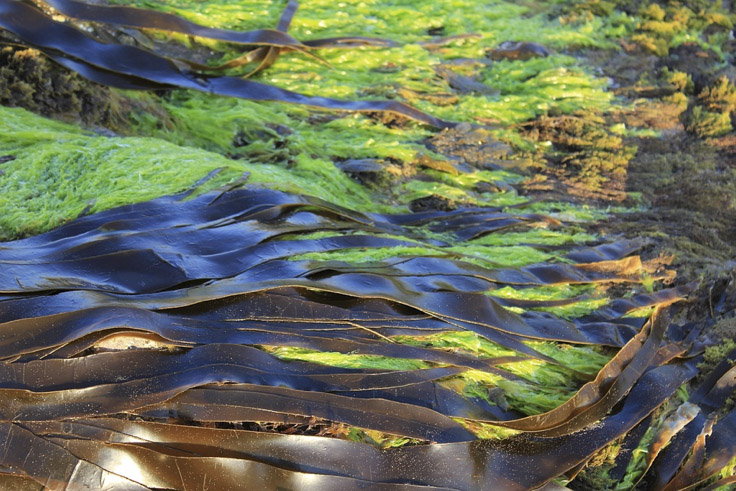 microalgas-utilizadas-para-limpiar-el-agua