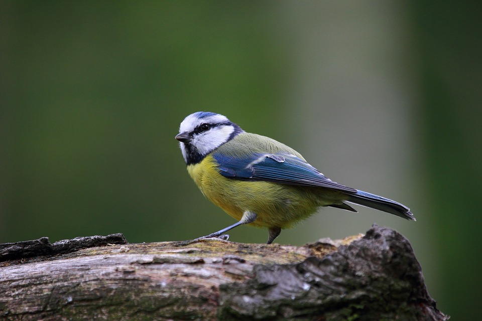 bird-915445_960_720