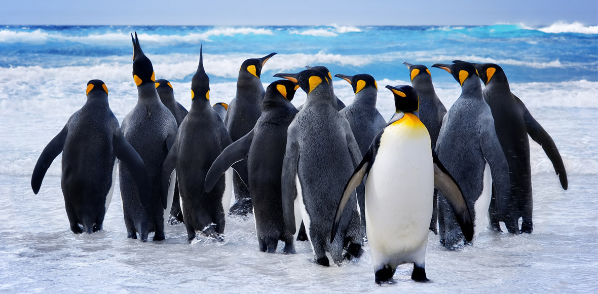 pinguinos-ideasa-banner