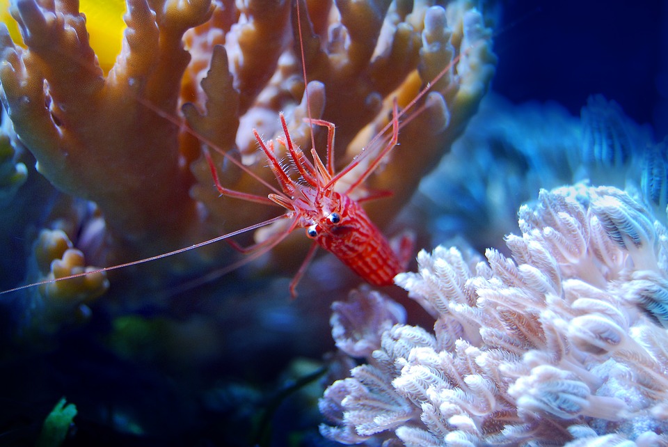 coral-2675697_960_720