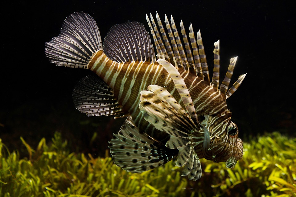 lionfish-711799_960_720