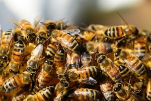 abejas