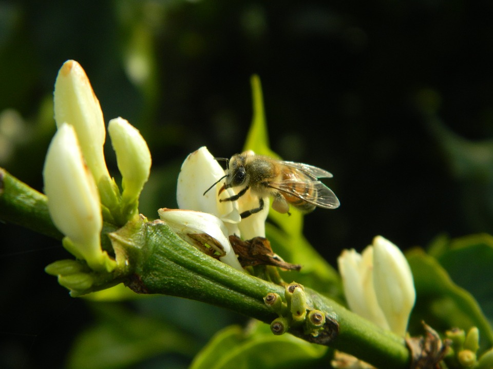 bee-648223_960_720