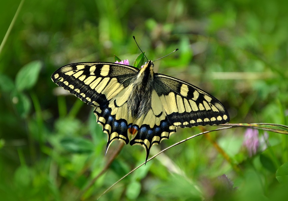 butterfly-491166_960_720