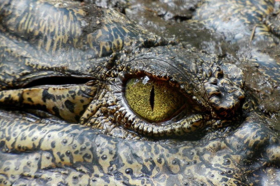 crocodile-630233_960_720
