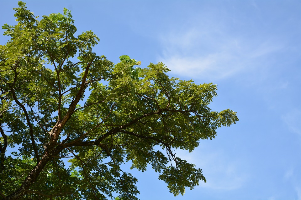 sky-tree-2418287_960_720