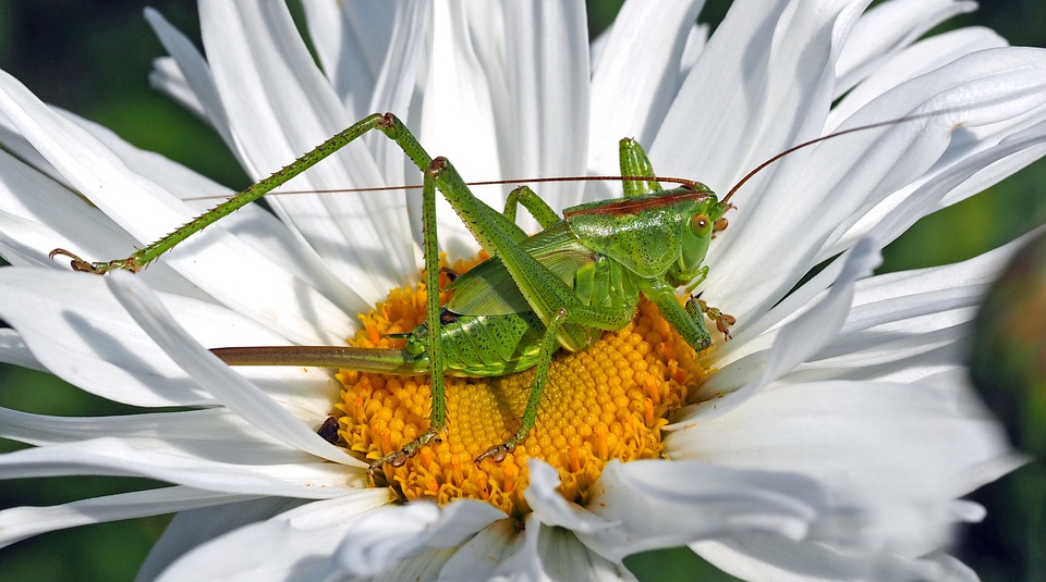 tettigonia-viridissima-nymph-1374695_960_720