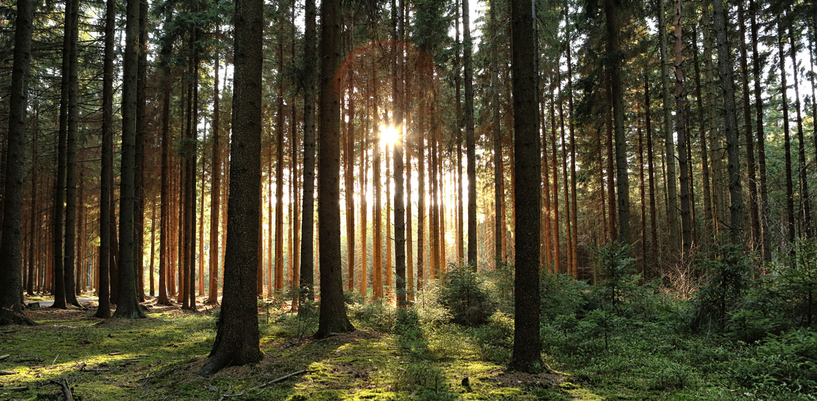 bosques-ideasa