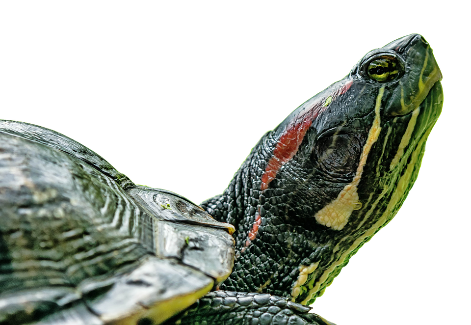 amazonas observatorio ambiental