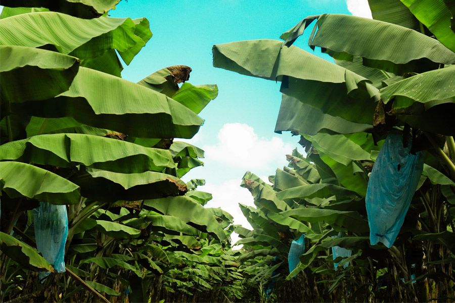 bananera-ideasa-medio-ambiente-universidad-sergio-arboleda