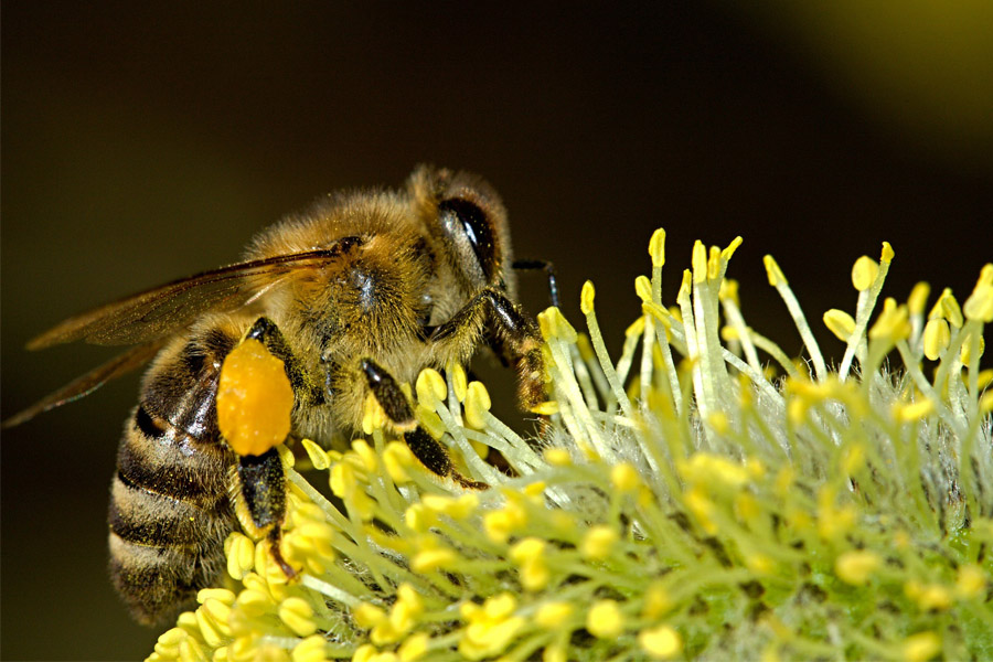 abeja-ideasa-observatorio-ambiental-medio-ambiente-universidad-sergio-arboleda