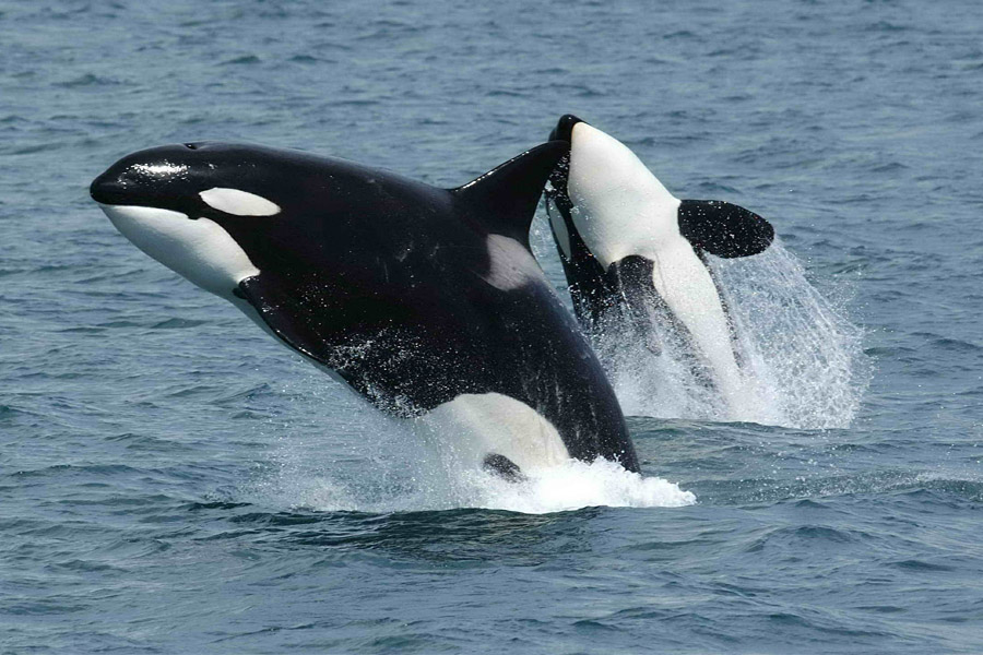 ballenas-orcas-ideasa-medio-ambiente-observatorio-ambiental-universidad-sergio-arboleda