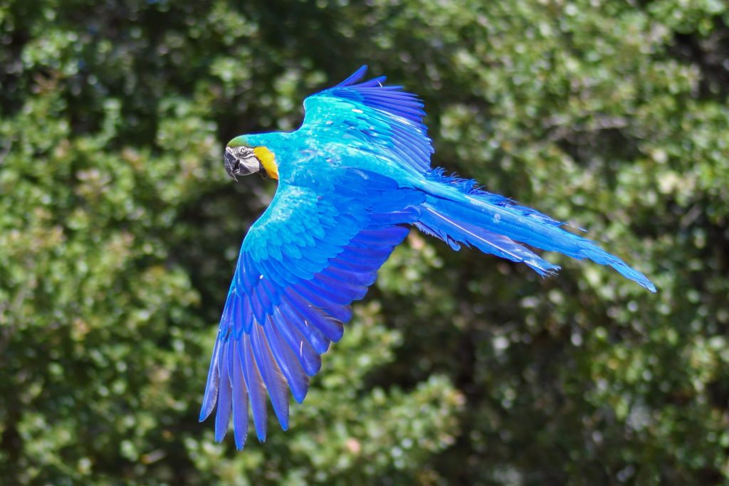 guacamayo-azul-exitinto-ideasa-universidad-sergio-arboleda-medio-ambiente