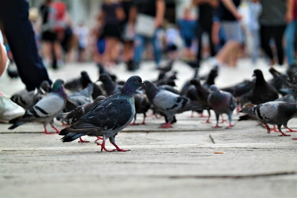 palomas-ideasa-universidad-sergio-arboleda-medio-ambiente