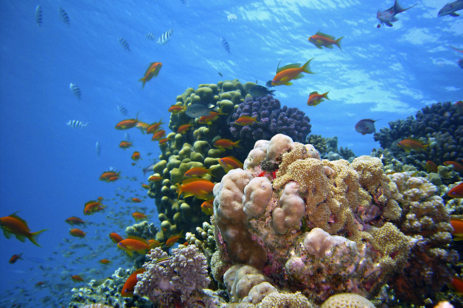 coral-arecife-ideasa-medio-ambiente