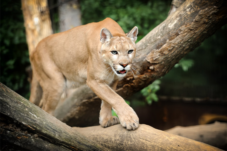 puma-medio-ambiente-ideasa-universidad-sergio-arboleda-observatorio-ambiental