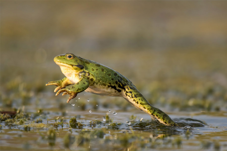 anfibios-extincion-ideasa-medio-ambiente-observatorio-ambiental-universidad-sergio-arboleda