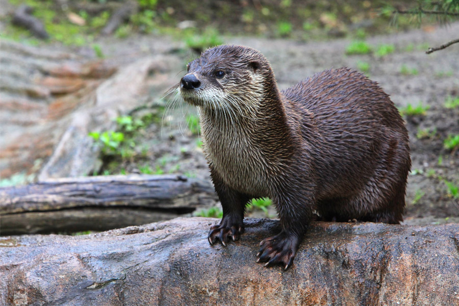 nutria-observatorio-ambiental-ideasa-universidad-sergio-arboleda