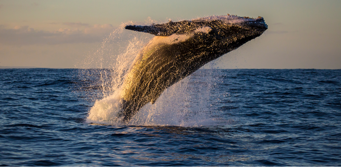 VUELVE LA CAZA DE BALLENAS EN
