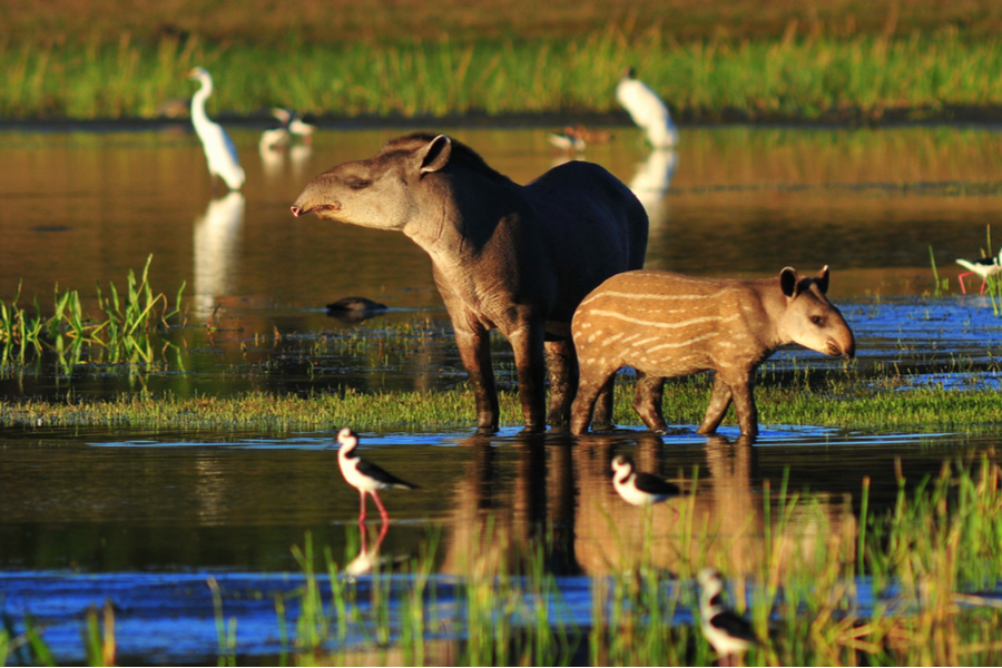 tapir-universidad-sergio-arboleda-medio-ambiente-ideasa-observatorio-ambiental