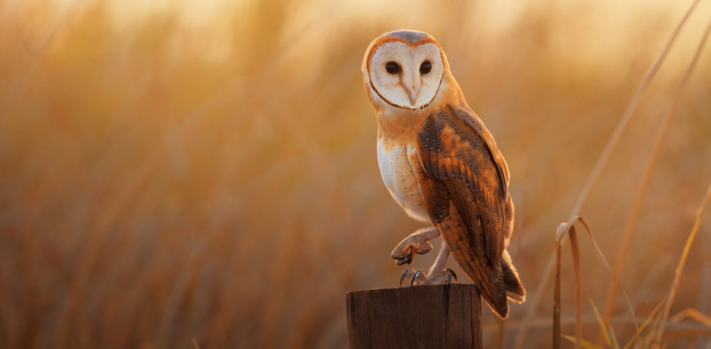 owl-buho-lechuza-medio-ambiente-ideasa-universidad-sergio-arboleda-observatorio-ambiental
