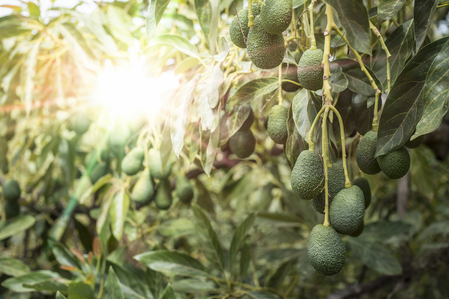 plantacion-aguacate-arboles-ideasa-medio-ambiente-observatorio-ambiental-universidad-sergio-arboleda