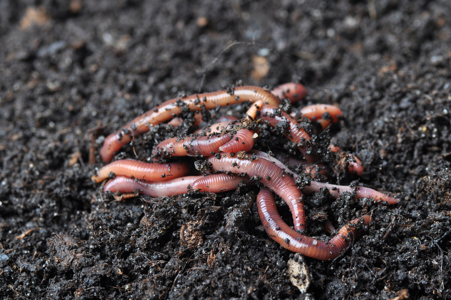lombriz de tierra ideasa medio ambiente universidad sergio arboleda