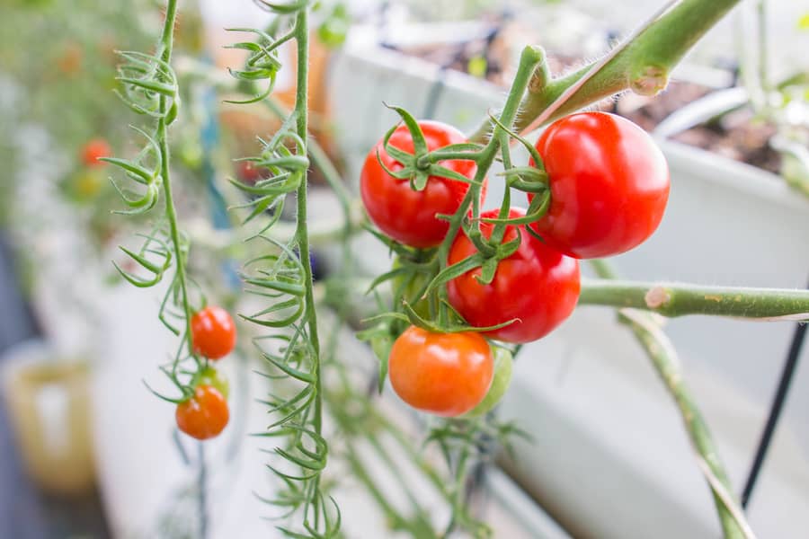 Huerta horganica Ideasa Observatorio Ambiental Universidad Sergio Arboleda