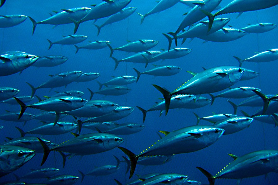 Metales pesados contaminación peces de consumo humano en Colombia Ellie Anne López Barrera - Marlenny Díaz