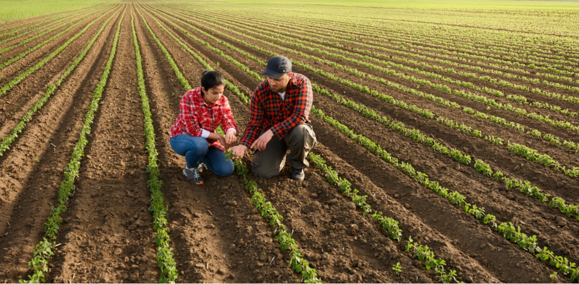 Hombre y mujeres en un cultivo revisando la producción